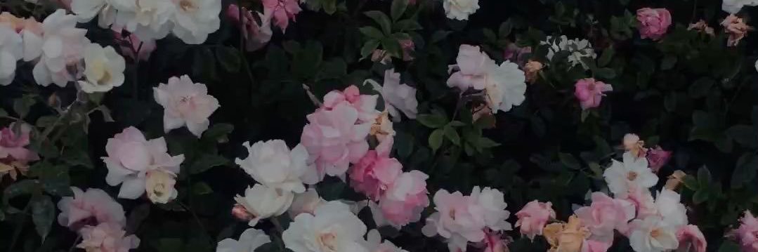 Serena_ruby ★ banner