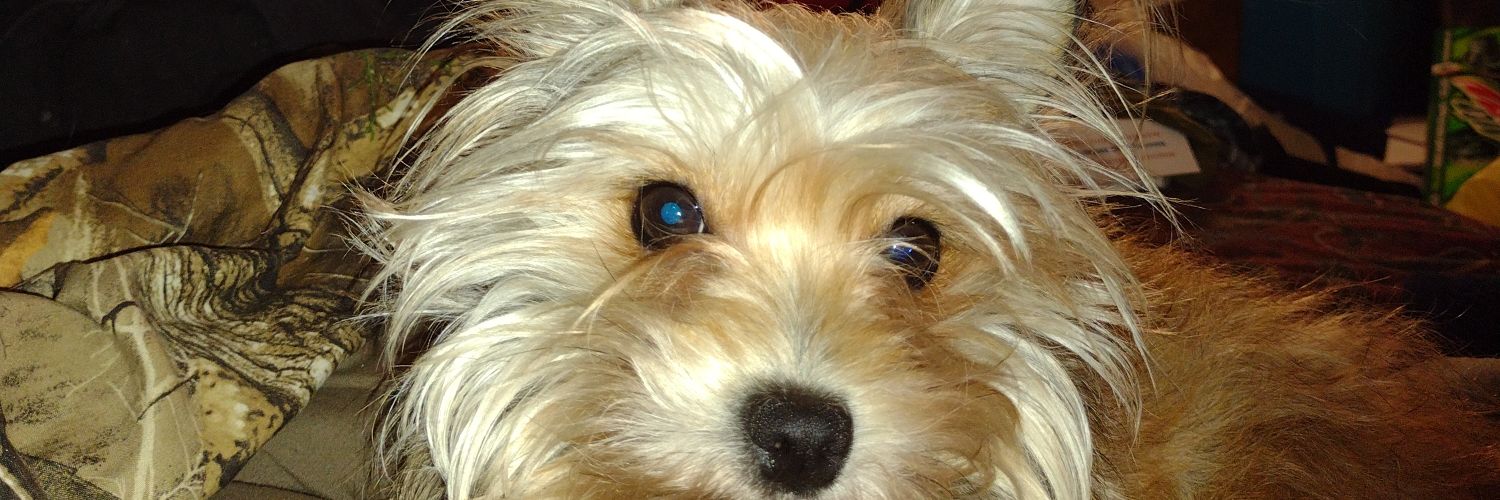 CSetzer49962's profile banner image