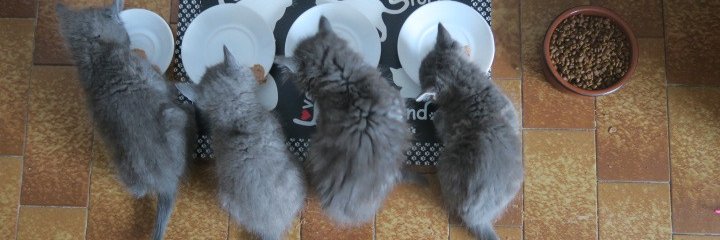 cha_nouar's profile banner image