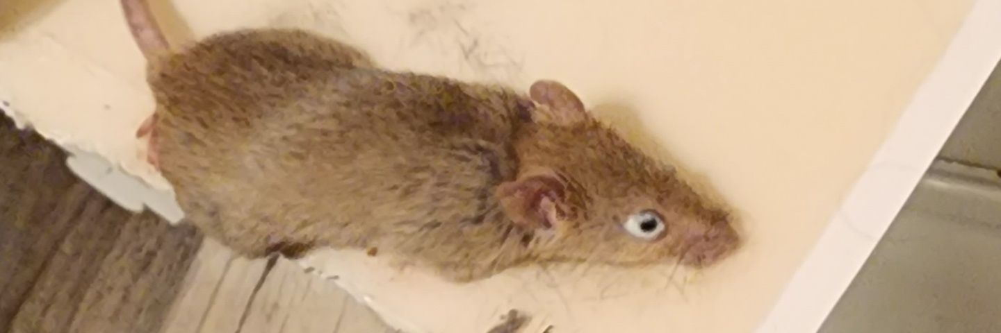 stickyballs333's profile banner image