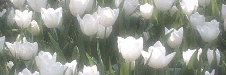 chokocrispis_11's profile banner image