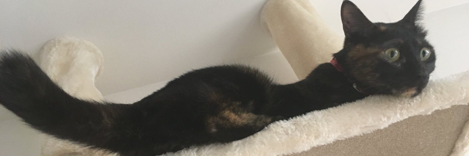 kcatnlv's profile banner image
