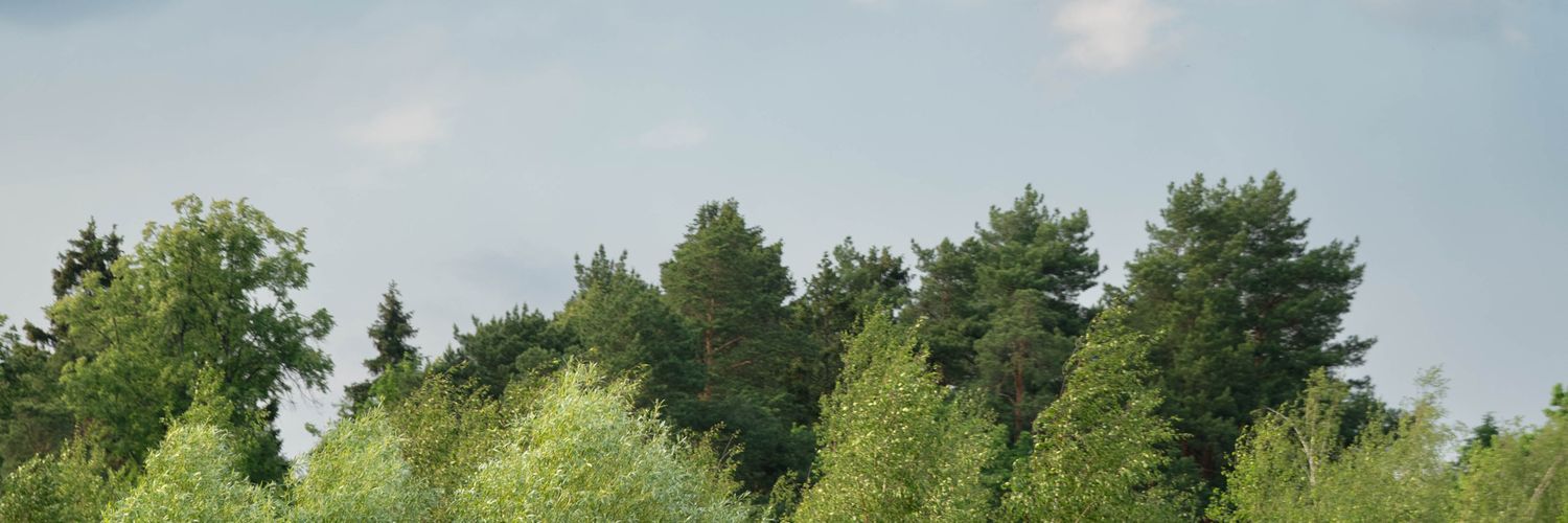 Ветер в ивах v2 banner