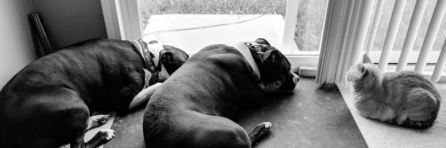 judothepit's profile banner image