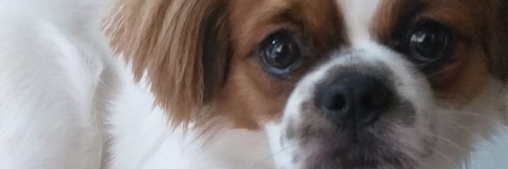 deb_bhat's profile banner image