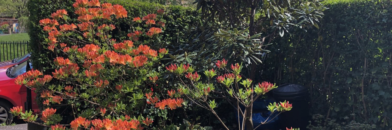 Andrea Nelson banner