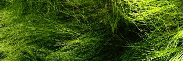 KittoToKotto Profile Banner