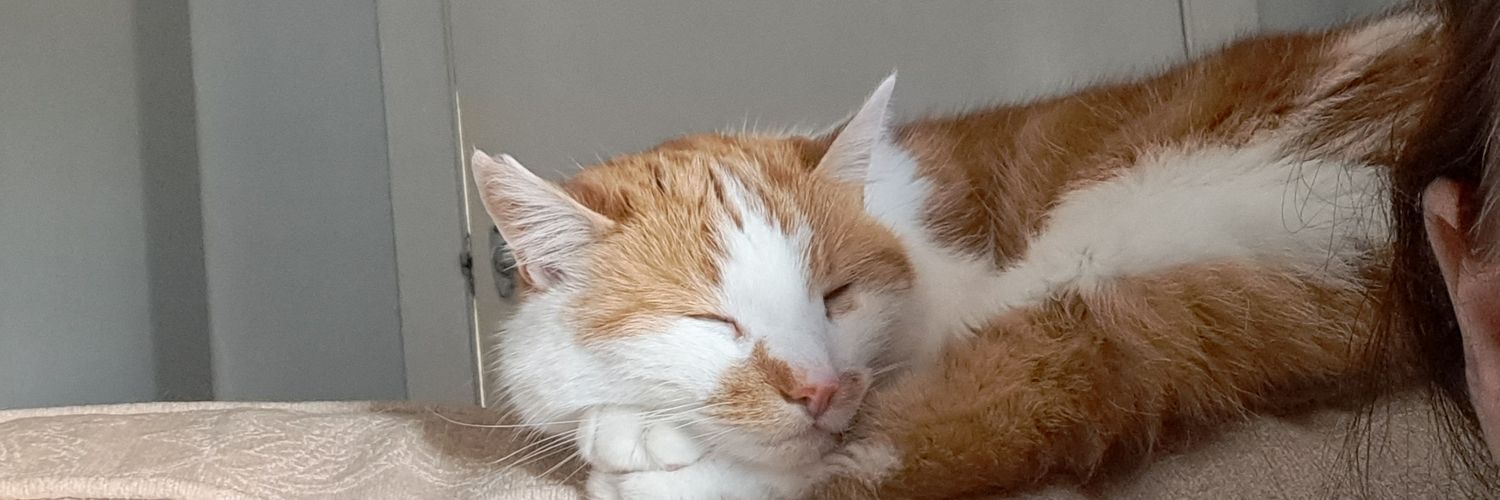 Kaziecat's profile banner image