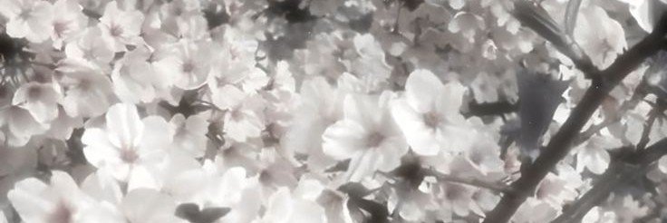 escape_BPD's profile banner image