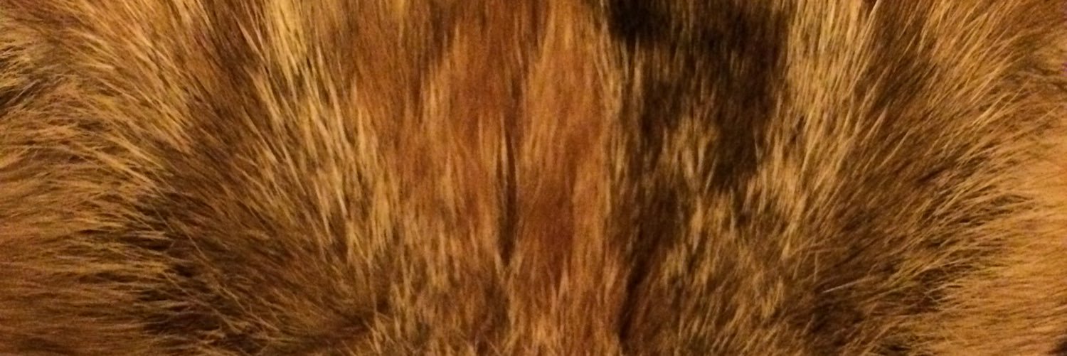 lucilemendonca's profile banner image