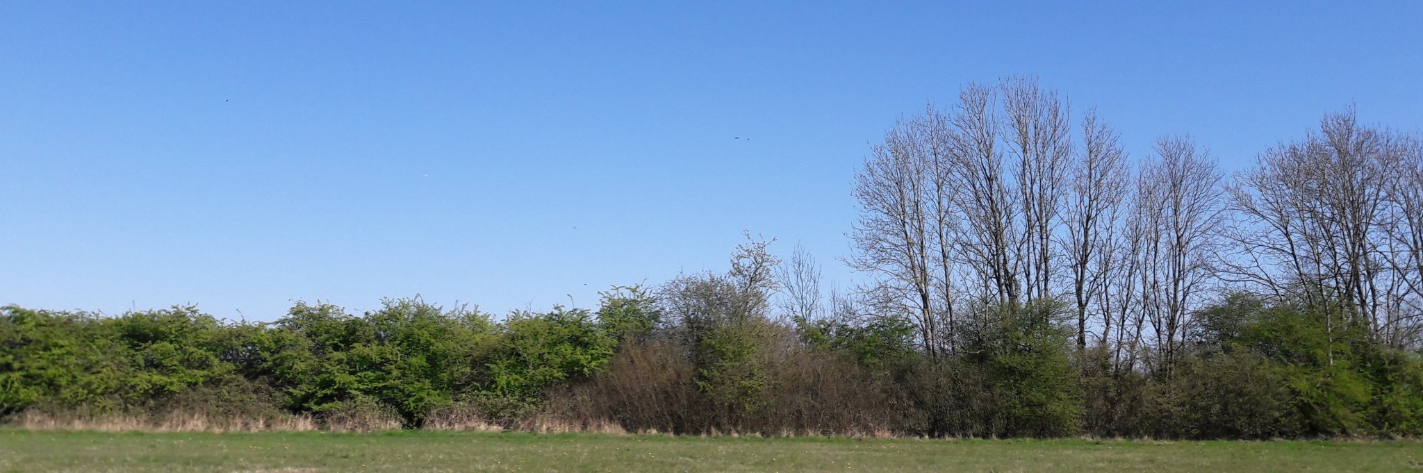 Helen Redfern banner