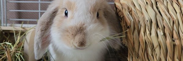 mtn_oic Profile Banner