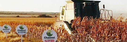 HilltopSeeds's profile banner image