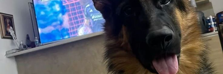 Knuuttingshelly's profile banner image