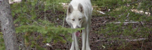 dfrost17 Profile Banner