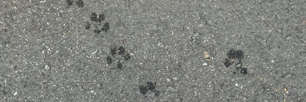 rock2notroki Profile Banner