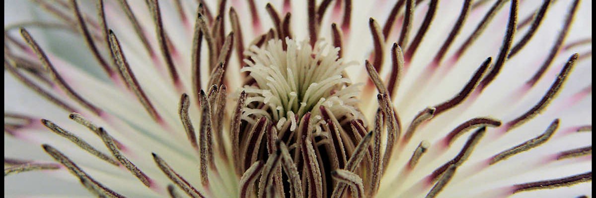 TomConally's profile banner image
