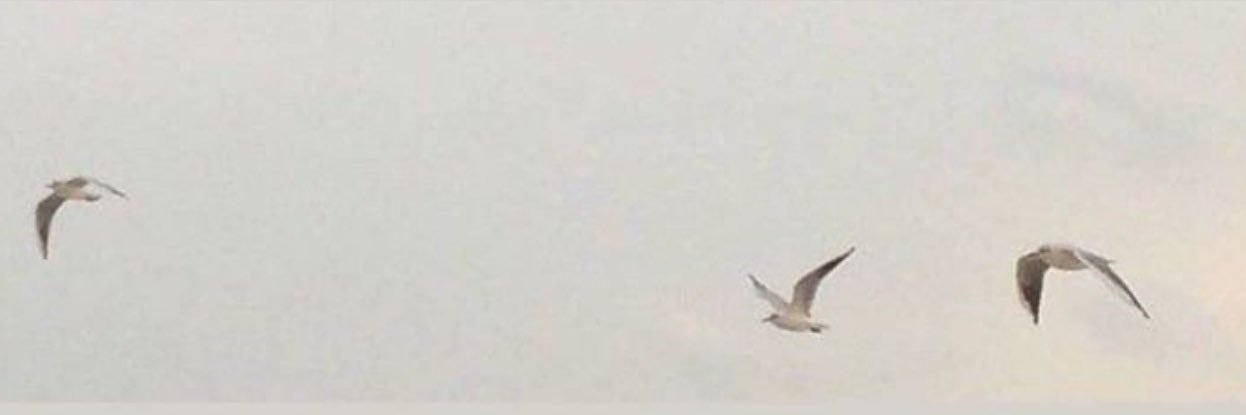 مــــ banner