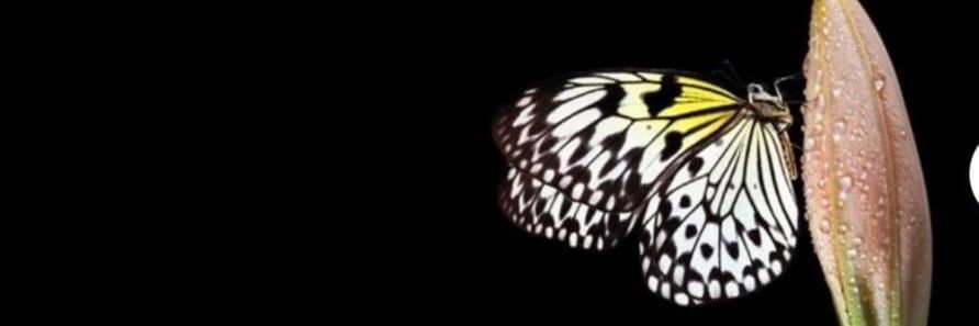 Aɱҽʅια Kҽɾɾ banner