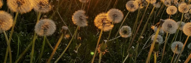 WoodCarli's profile banner image