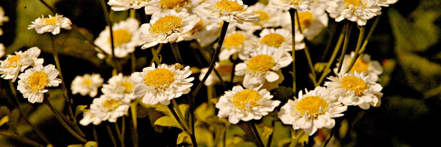 anna_k03's profile banner image