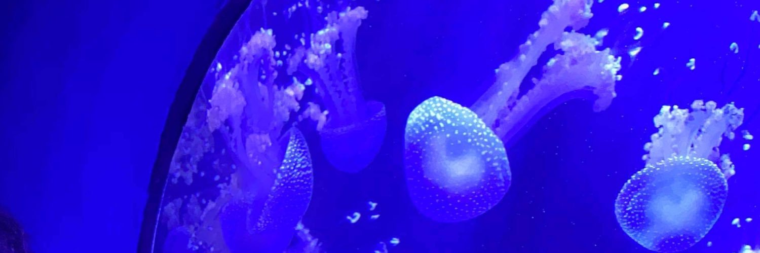 nociception_'s profile banner image