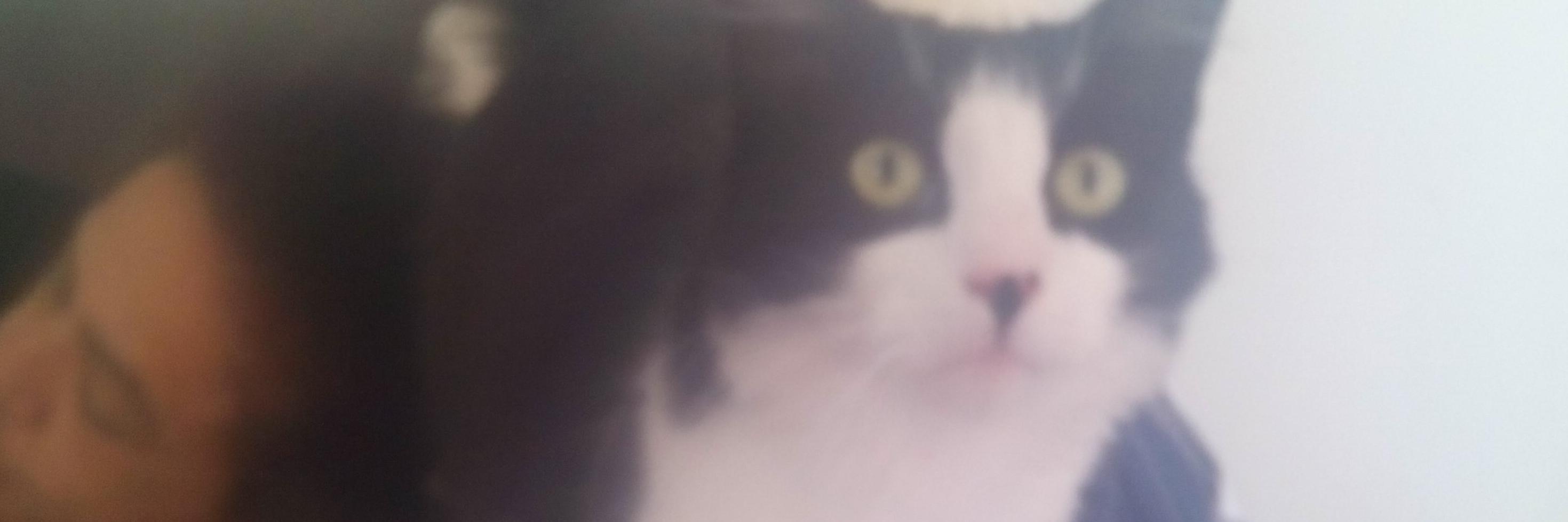 sparcing's profile banner image