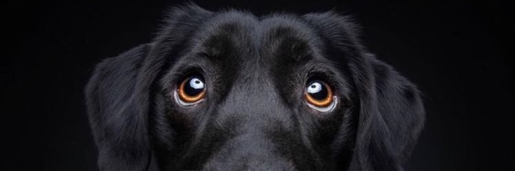 caninapoli's profile banner image