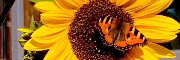 Selenge12790016 Profile Banner