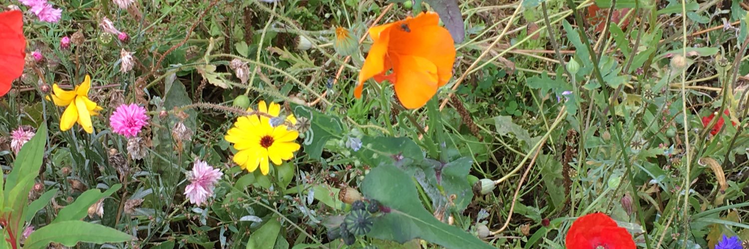Sir Iona Ferry banner