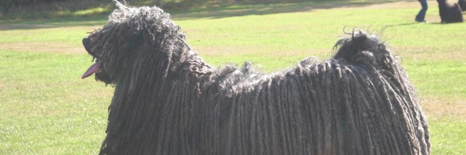 adam samuel banner