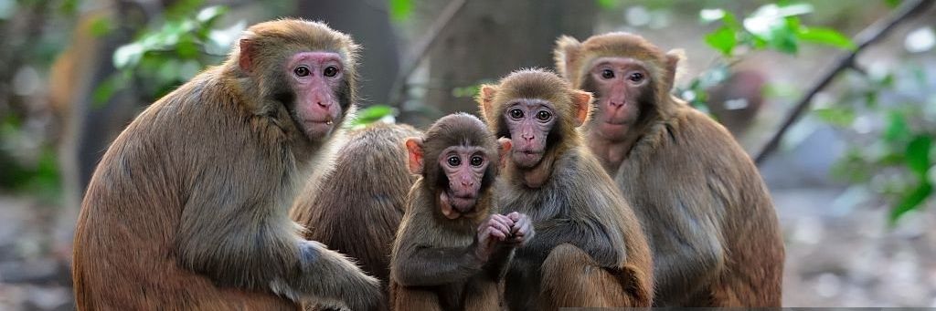 Blacosil🇳🇵 banner