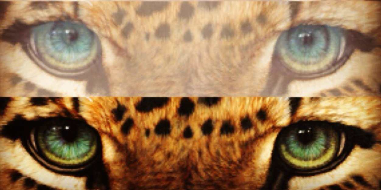 Tigerpruk's profile banner image
