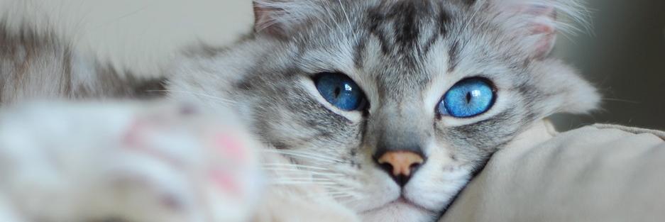 KimPKM's profile banner image