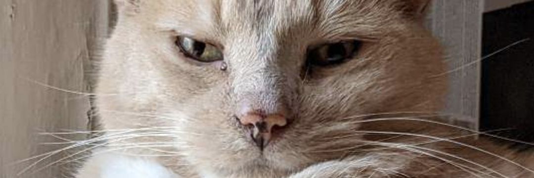 fbeaudet's profile banner image
