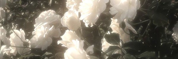 Rowzes_R_red Profile Banner