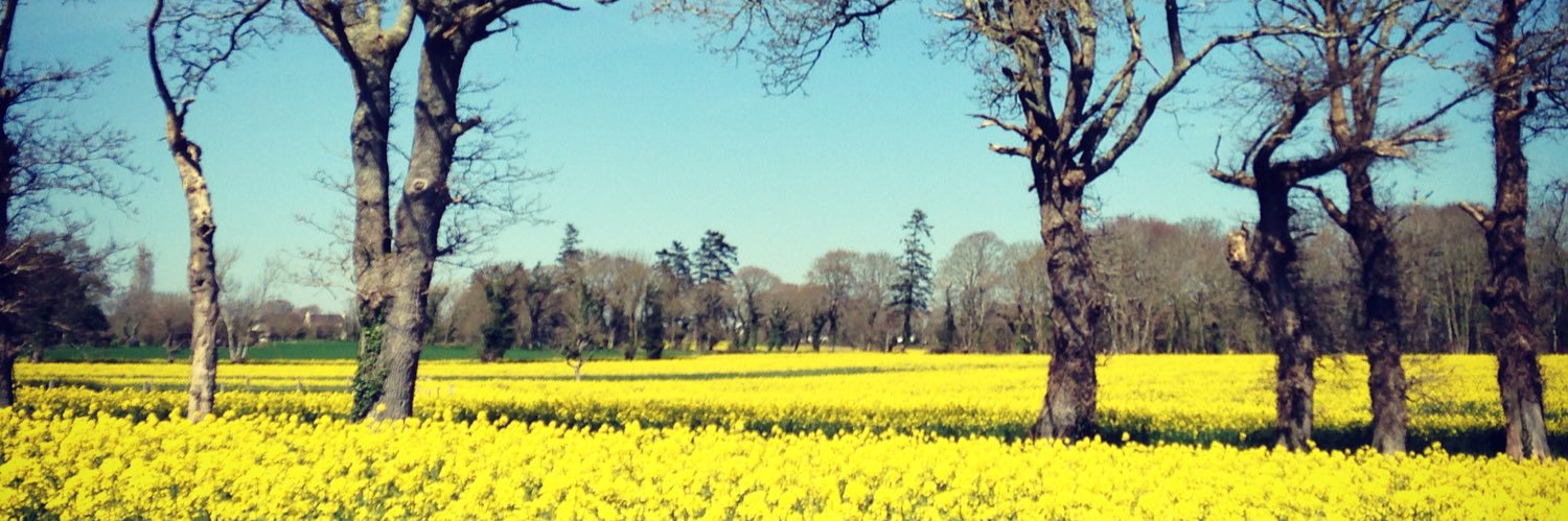 RohiniP100's profile banner image