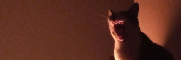 simonamoros0's profile banner image