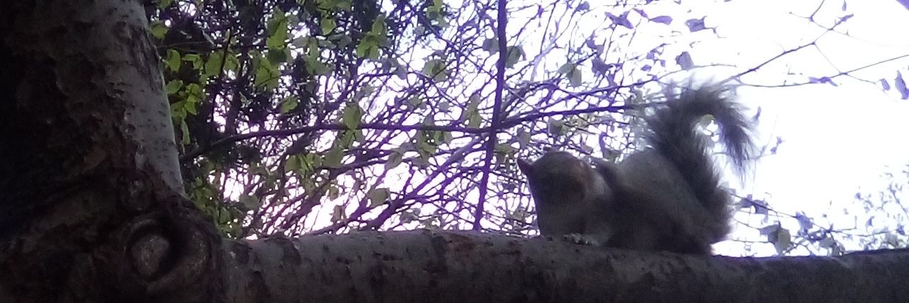 Rambling Vegan Fox banner