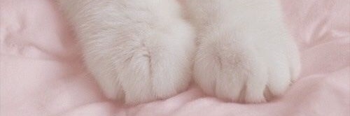 𝑖𝑧𝑧𝑦𝑏𝑒𝑙𝑙𝑖𝑎 🪽 ࿔‧ ֶָ banner