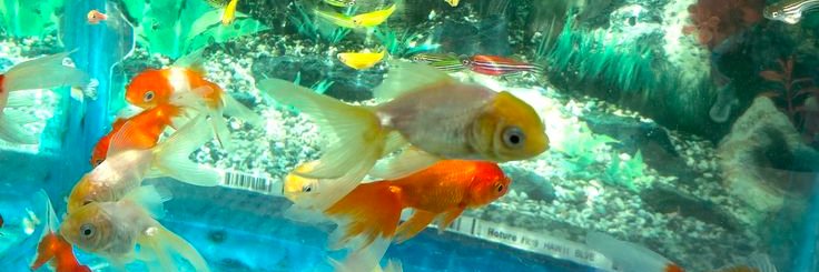 Susei • #loser banner