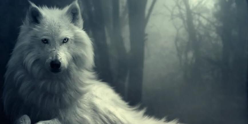 اشجان حباب banner