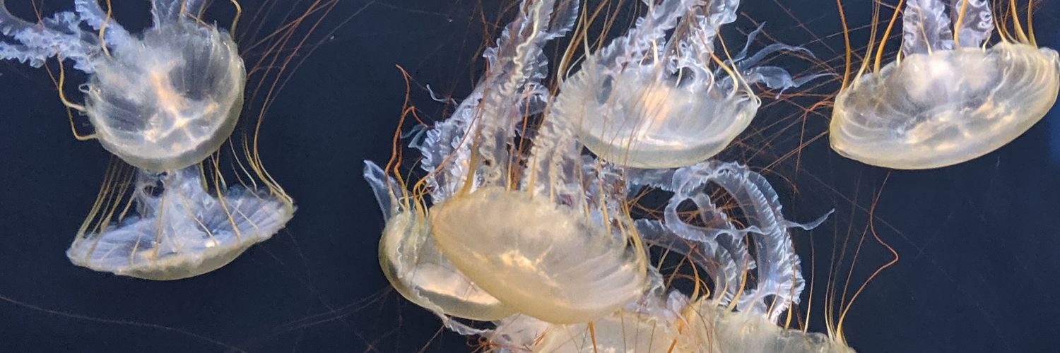 AllNaturalSquid's profile banner image