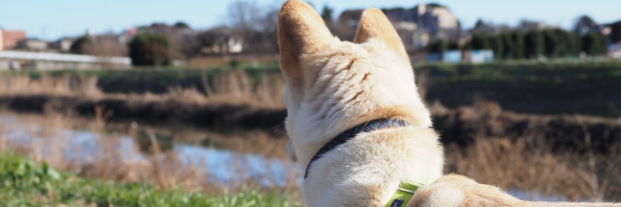 AsaRadish's profile banner image