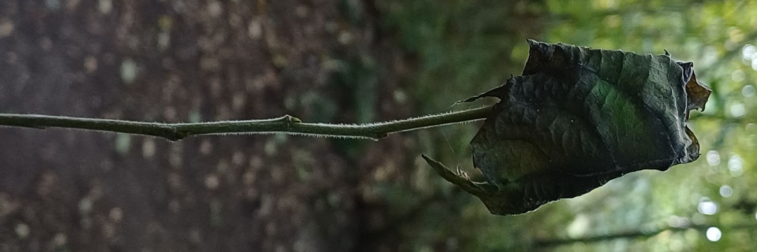 Ashtin banner
