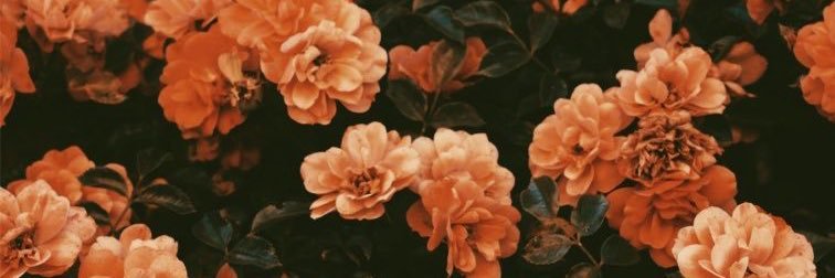 HaileyJoy1's profile banner image