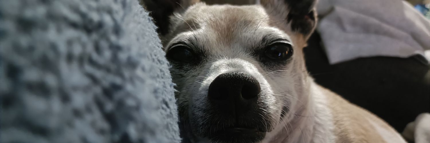 Chomp banner