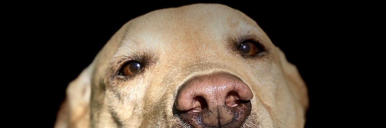 Elke Koessling-Winzer🌻🕷🐘 banner