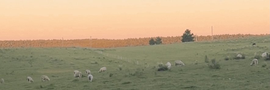 Gustavo Raffo banner