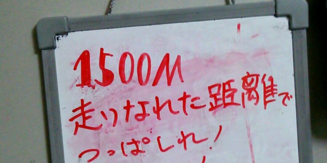 白ネコさん banner